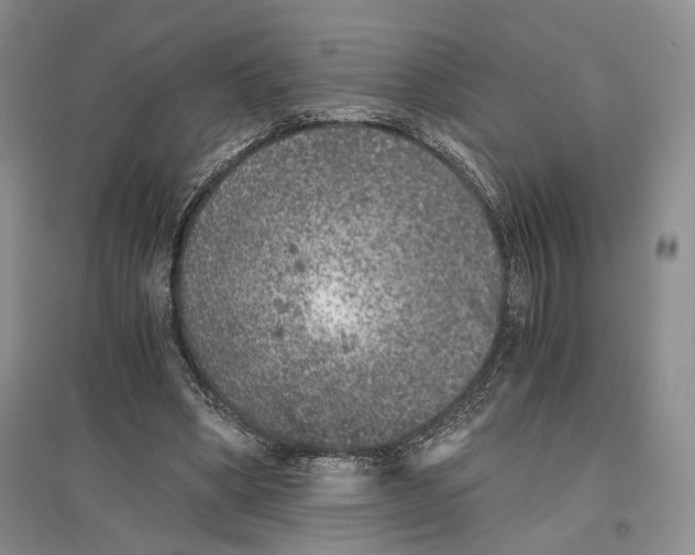 X0000096420394200802211128