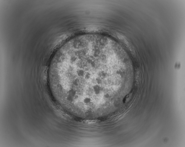 X0000096420495200802211127