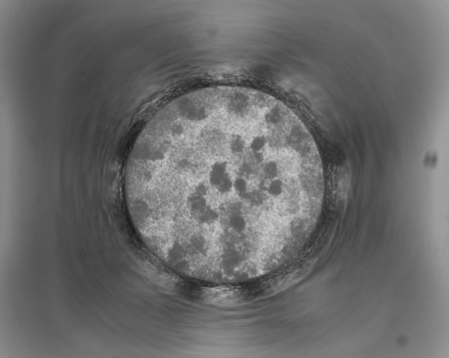 X0000096420511200802211127