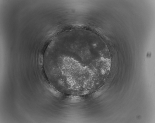 X0000096420528200802211127