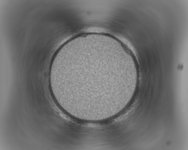 X0000096420529200802211126