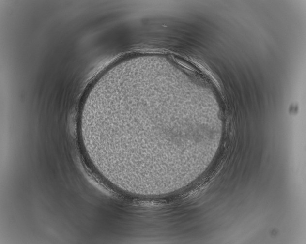 X0000096420533200802211126