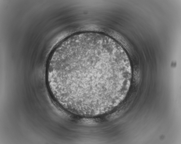 X0000096420534200802211126