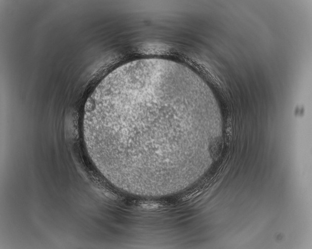 X0000096420547200802211126