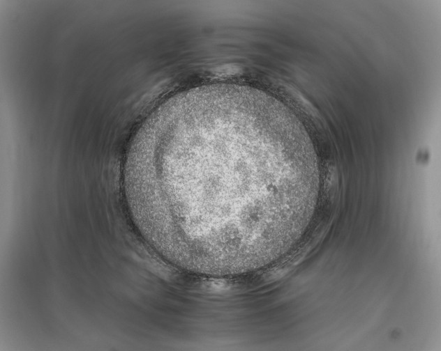 X0000096420565200802211126