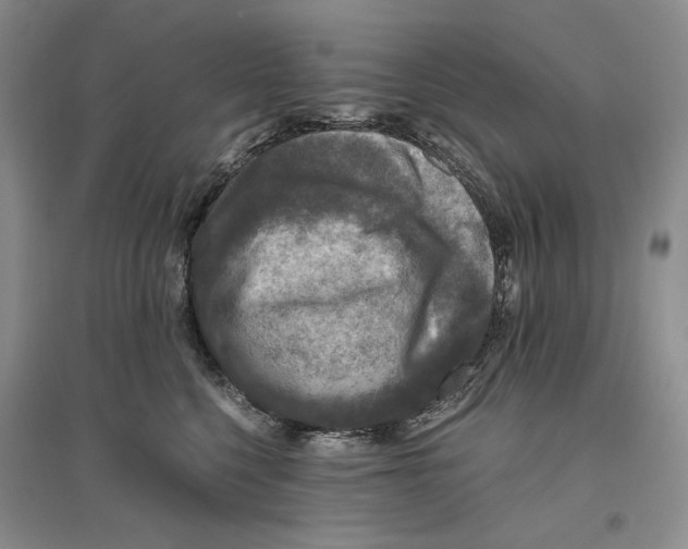 X0000096420568200802211126