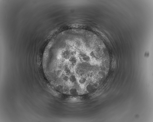 X0000096420569200802211126