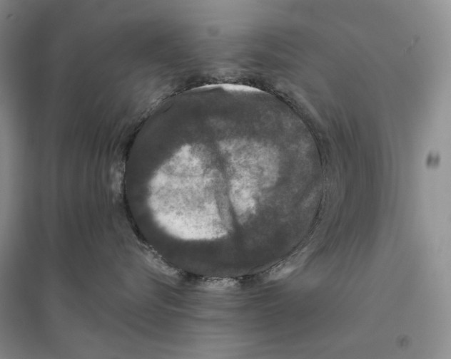X0000096420576200802211127