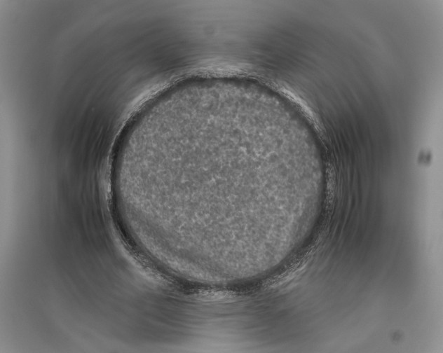 X0000096420582200802211126