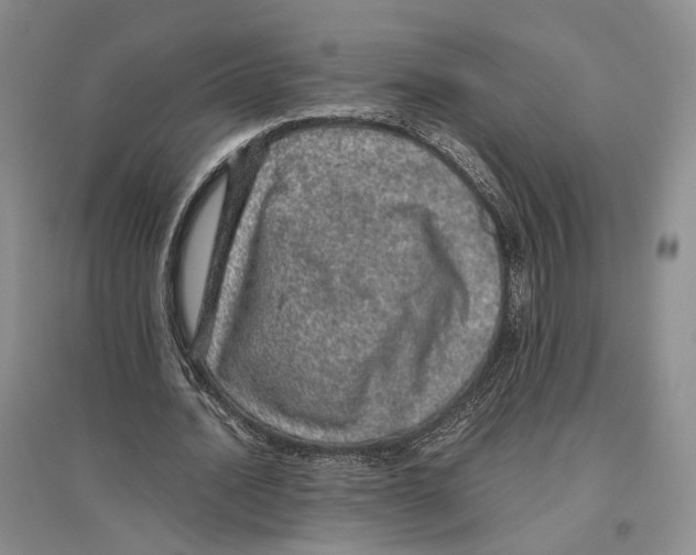X0000096420628200802211124