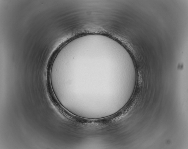 X0000096420630200802211124
