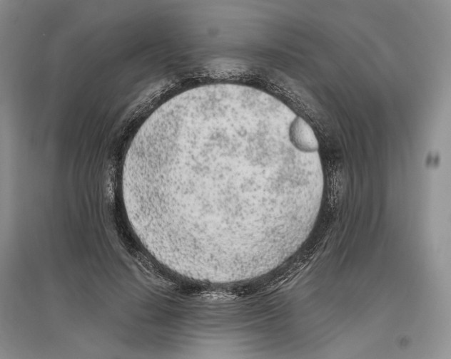 X0000096420644200802211124