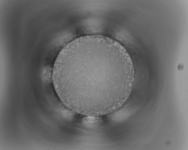 X0000096420672200802211125