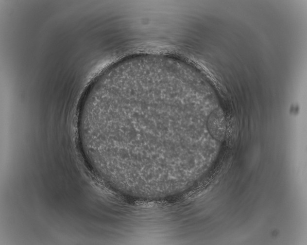 X0000096420679200802211124