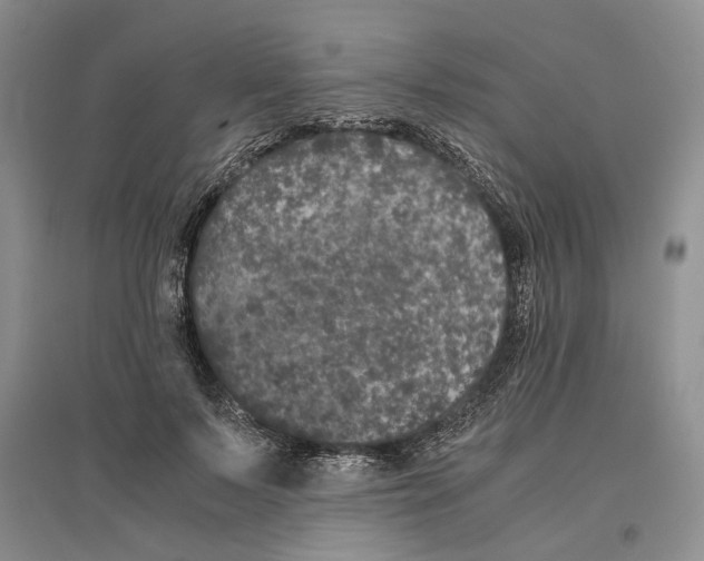 X0000096420695200802211124