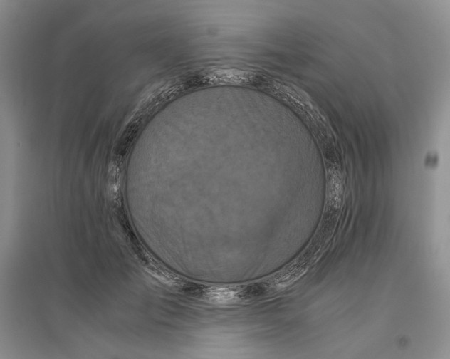 X0000096420701200802211124
