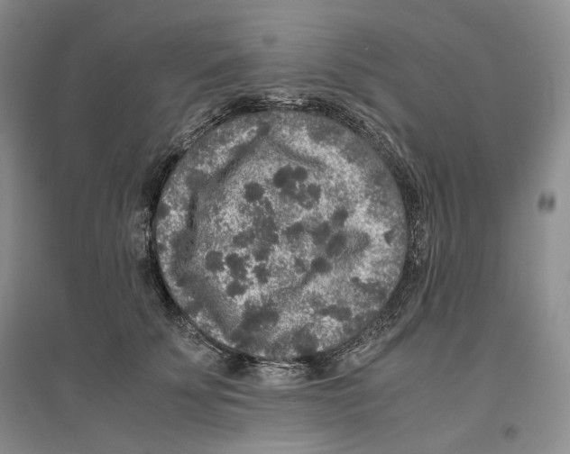 X0000096420707200802211124