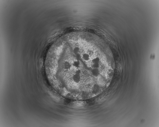 X0000096420711200802211123