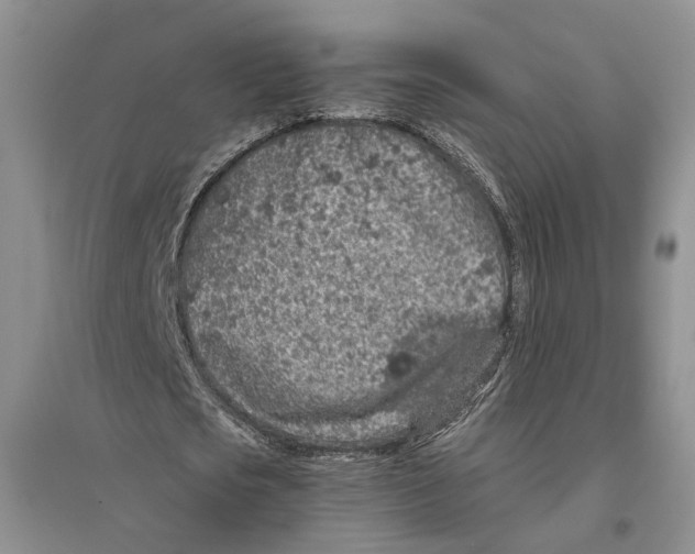 X0000096420721200802211123