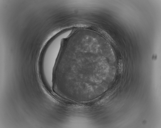 X0000096420726200802211123