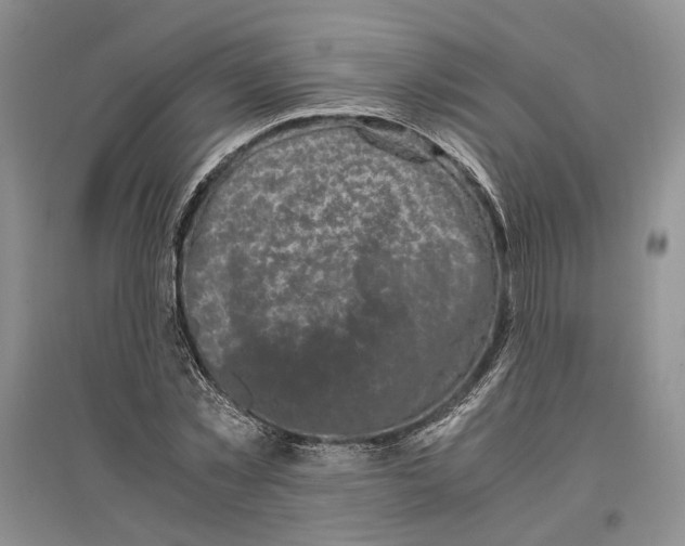 X0000096420781200802211123