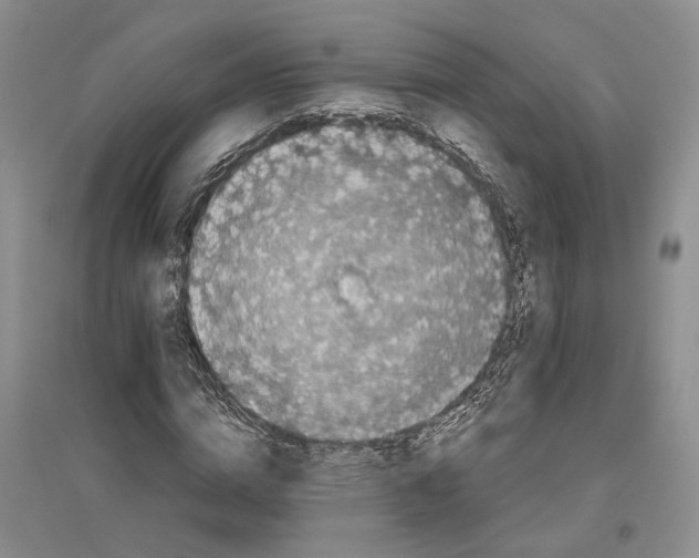 X0000096420824200802211121