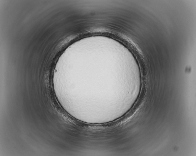 X0000096420825200802211121