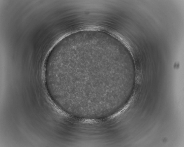 X0000096420835200802211122