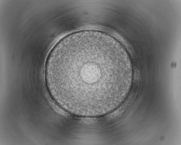 X0000096420836200802211122