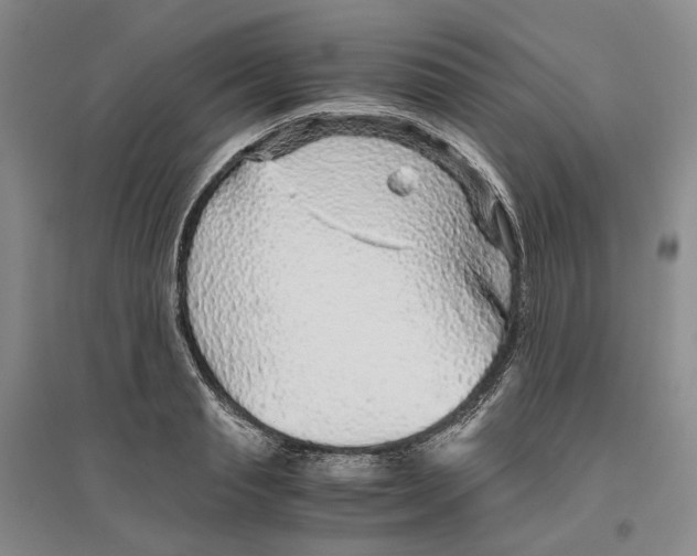 X0000096420845200802211122