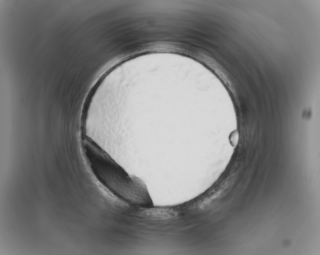 X0000096420853200802211122