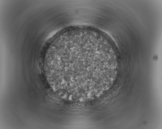 X0000096420871200802211121