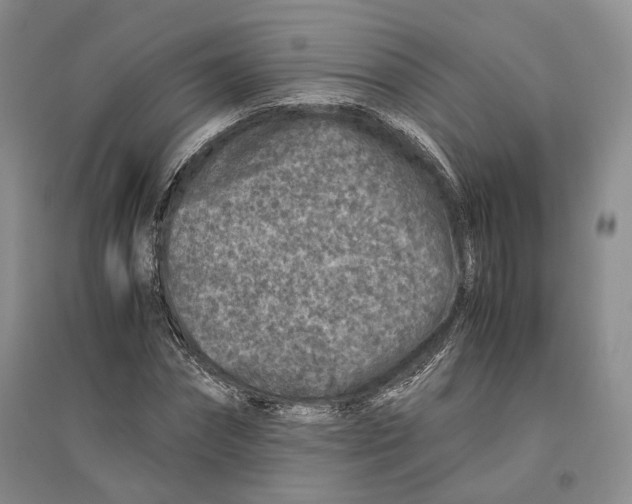 X0000096420874200802211121