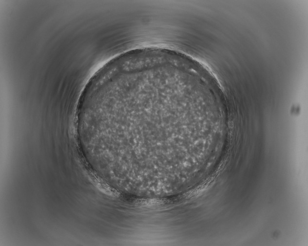 X0000096420879200802211121