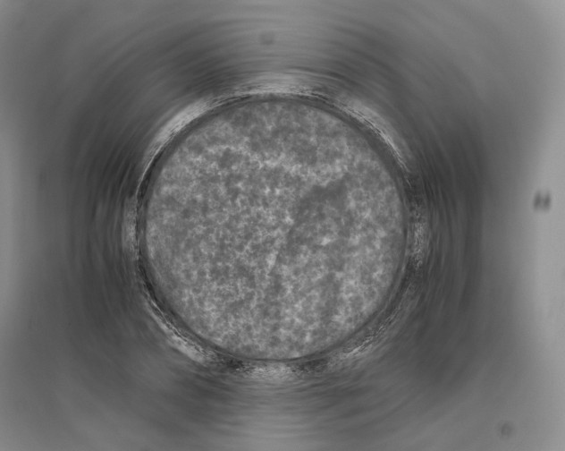 X0000096420882200802211121