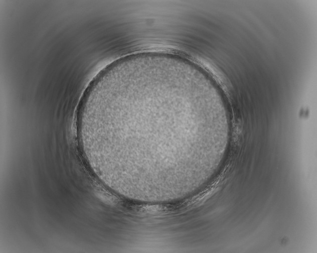 X0000096420883200802211121