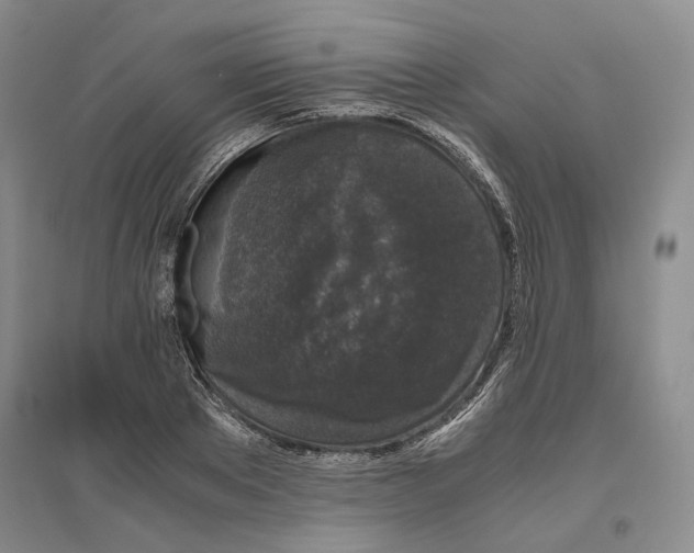 X0000096420889200802211121
