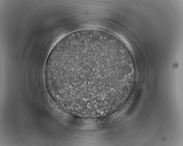X0000096420899200802211121
