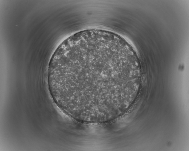 X0000096420903200802211121
