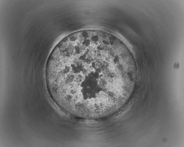 X0000096420907200802211121
