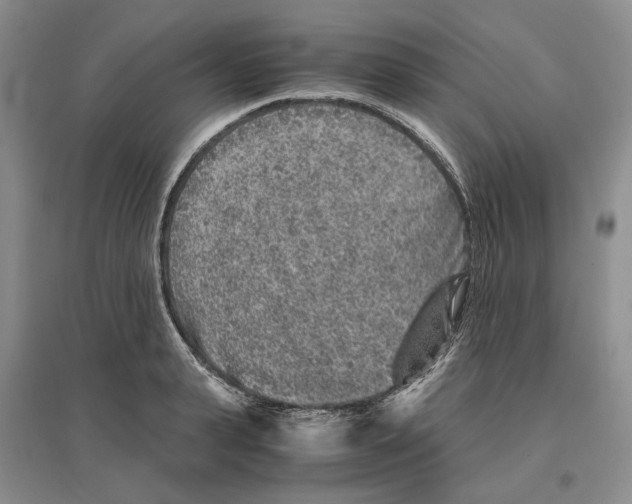 X0000096420943200802211120