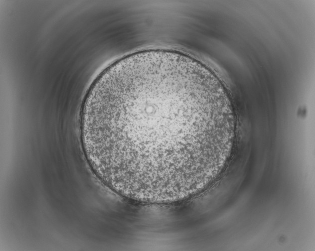 X0000096420950200802211121