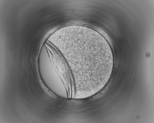 X0000096420954200802211121