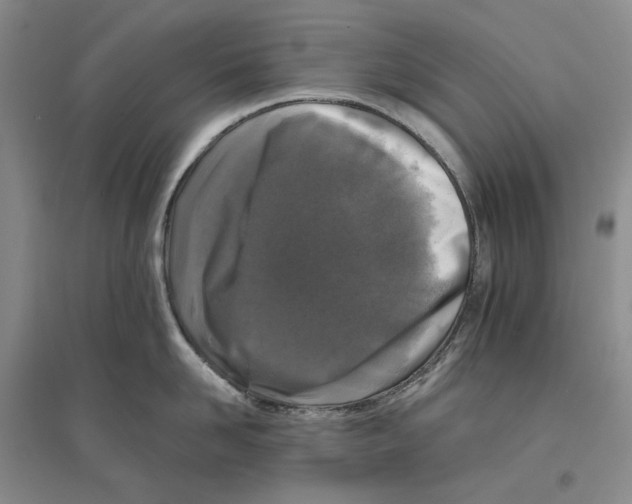 X0000096420958200802211121