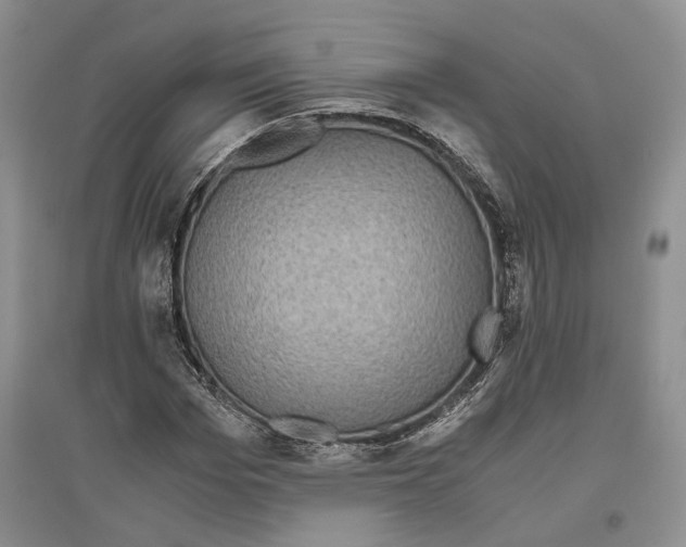 X0000096420969200802211120
