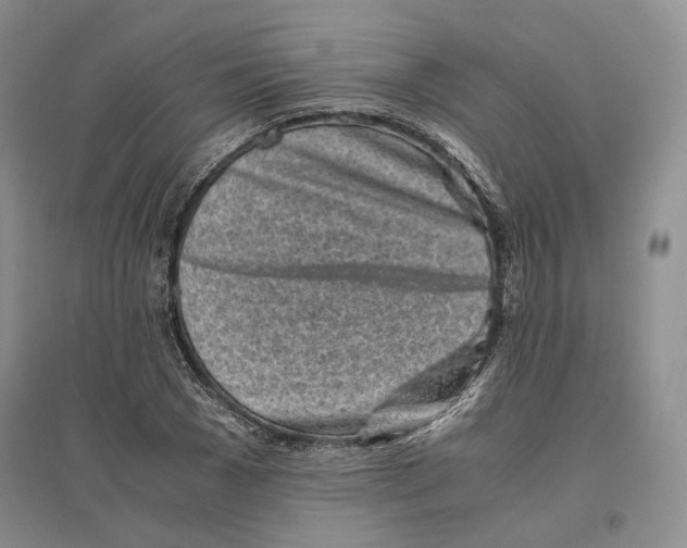 X0000096420977200802211120