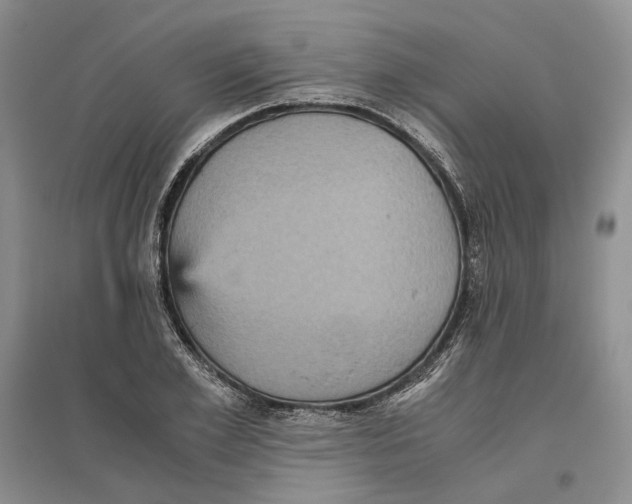 X0000096420981200802211120