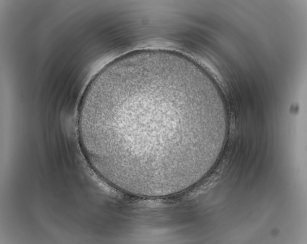 X0000096420990200802211120