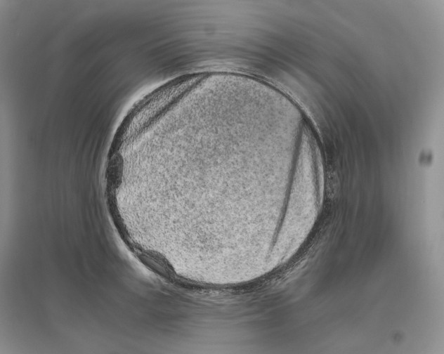 X0000096420995200802211120