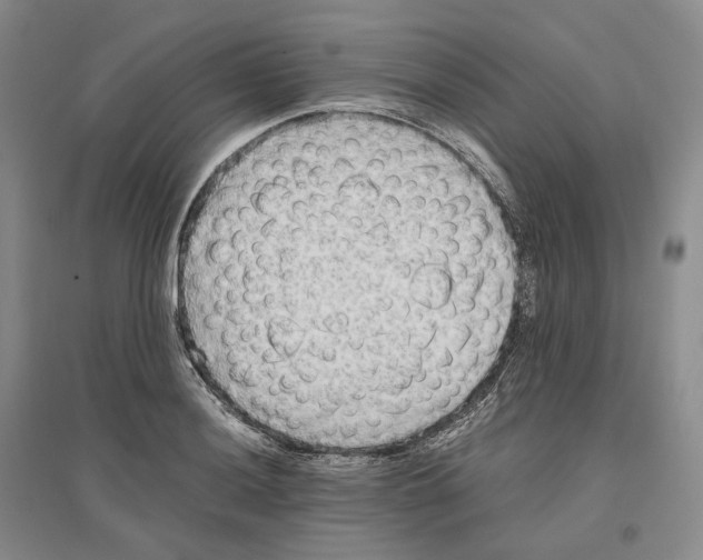 X0000096421036200802211119